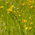 Meadow Buttercup Seeds (Ranunculus acris)